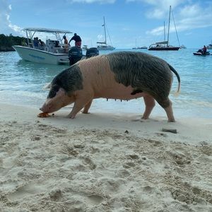 Meet your Posher, Tee